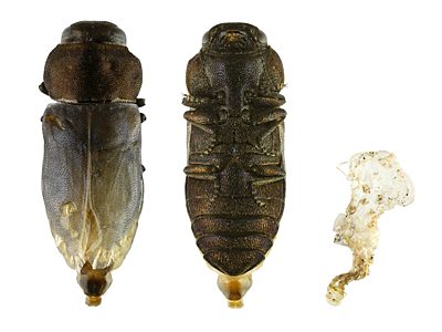 Anilara subcostata, PL4081, female, reared adult, from Pomaderris obcordata, SE